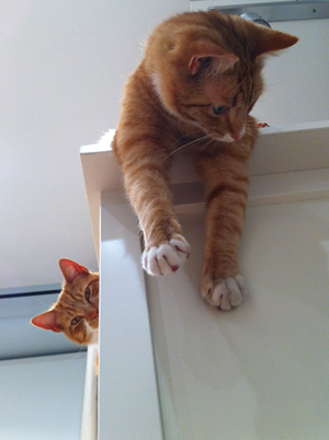 cat sitting playtime