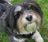 Shih Tzu dog