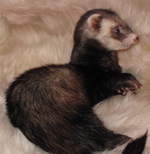 Beans Ferret