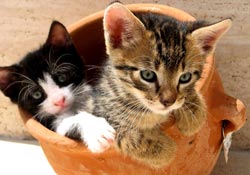 Kittens in a pot